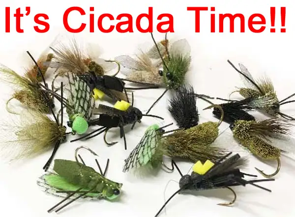 It's Cicada Time!