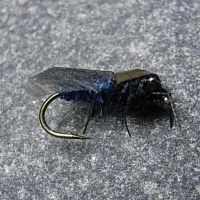 Russells Blowfly