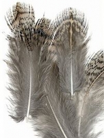 English Partridge Feathers - Brown Back