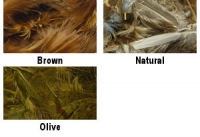 Premium Hungarian Partridge Feathers (Updated)
