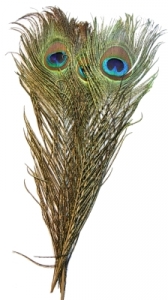 Peacock Eyes