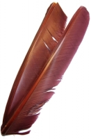 Turkey Biot Quills