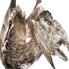 Bird Skins and Wings